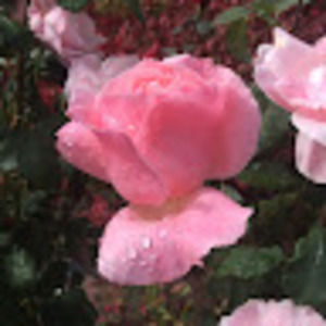 Meet your Posher, Catherine